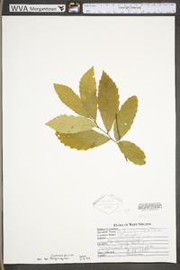 Castanea pumila var. pumila image