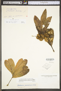 Castanea pumila var. pumila image