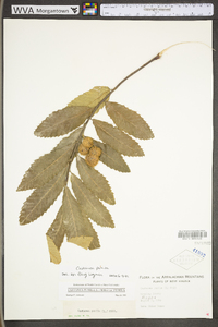 Castanea pumila var. pumila image