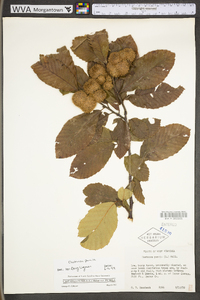 Castanea pumila var. pumila image