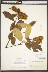 Castanea pumila var. pumila image