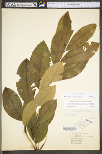 Castanea pumila var. pumila image