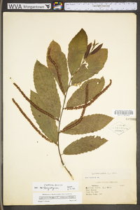 Castanea pumila var. pumila image