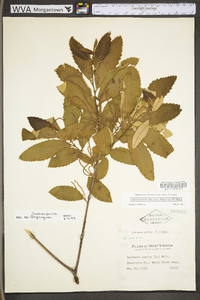 Castanea pumila var. pumila image