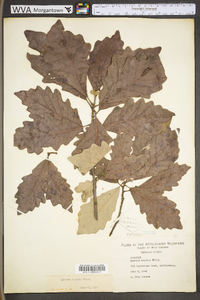 Quercus bicolor image