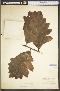 Quercus bicolor image