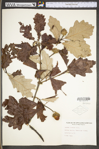 Quercus bicolor image