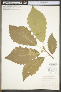 Quercus bicolor image