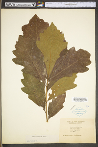 Quercus bicolor image