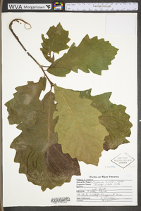 Quercus bicolor image