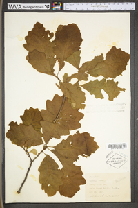 Quercus bicolor image