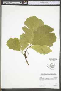 Quercus bicolor image