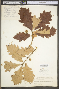 Quercus bicolor image