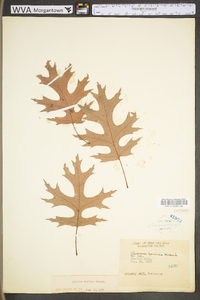 Quercus coccinea var. coccinea image