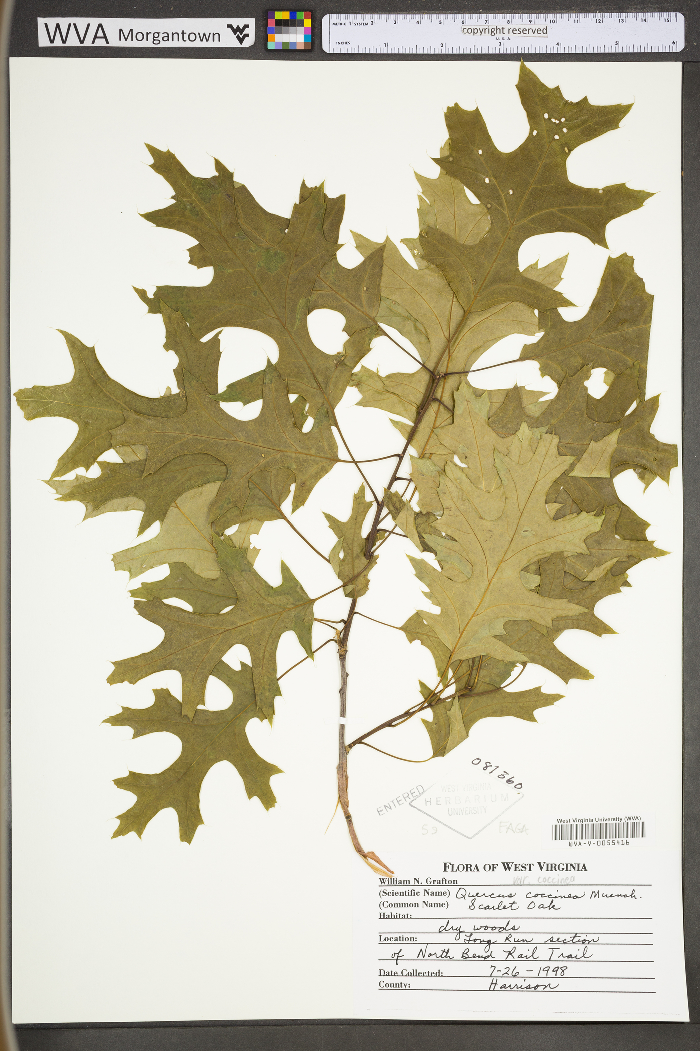 Quercus coccinea var. coccinea image