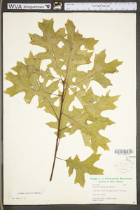Quercus coccinea var. coccinea image