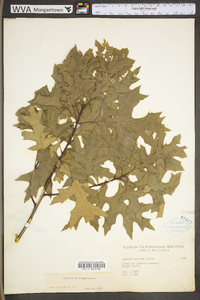 Quercus coccinea var. coccinea image