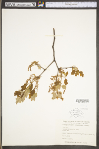 Quercus ilicifolia image