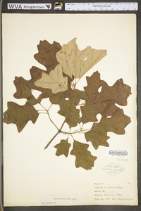 Quercus ilicifolia image