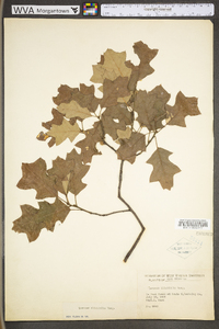 Quercus ilicifolia image