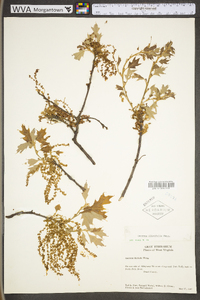 Quercus ilicifolia image