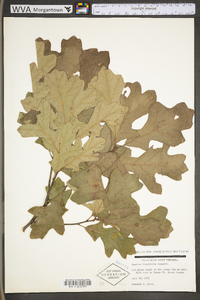 Quercus ilicifolia image