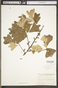 Quercus ilicifolia image