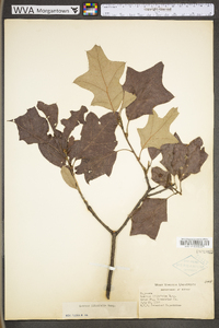 Quercus ilicifolia image