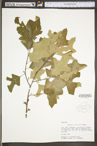 Quercus ilicifolia image