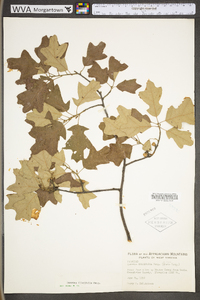 Quercus ilicifolia image