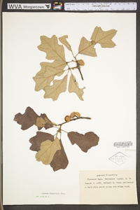 Quercus ilicifolia image