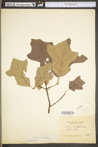 Quercus ilicifolia image