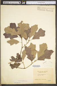 Quercus ilicifolia image