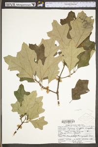 Quercus ilicifolia image