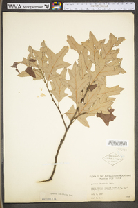 Quercus ilicifolia image