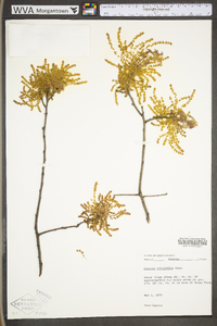 Quercus ilicifolia image