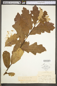 Quercus ilicifolia image