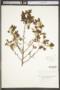 Quercus ilicifolia image