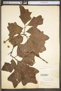 Quercus ilicifolia image