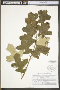 Quercus ilicifolia image