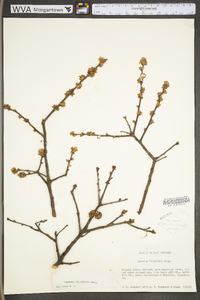 Quercus ilicifolia image