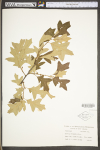 Quercus ilicifolia image