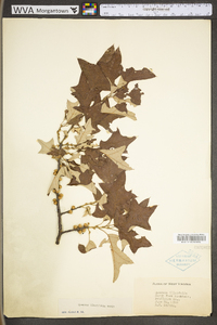 Quercus ilicifolia image