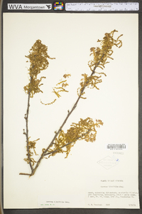 Quercus ilicifolia image