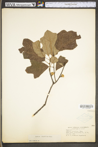 Quercus ilicifolia image