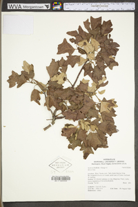 Quercus ilicifolia image