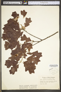 Quercus ilicifolia image