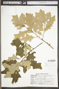 Quercus ilicifolia image