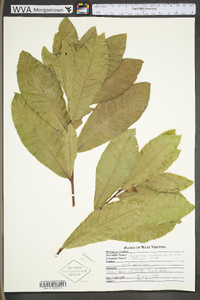 Quercus imbricaria image