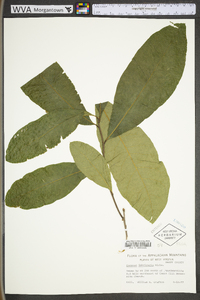 Quercus imbricaria image